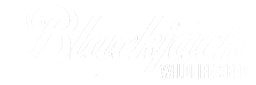 BlackjackWildlife