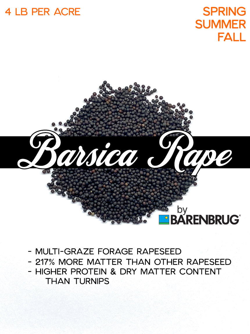 Barsica Forage Rapeseed