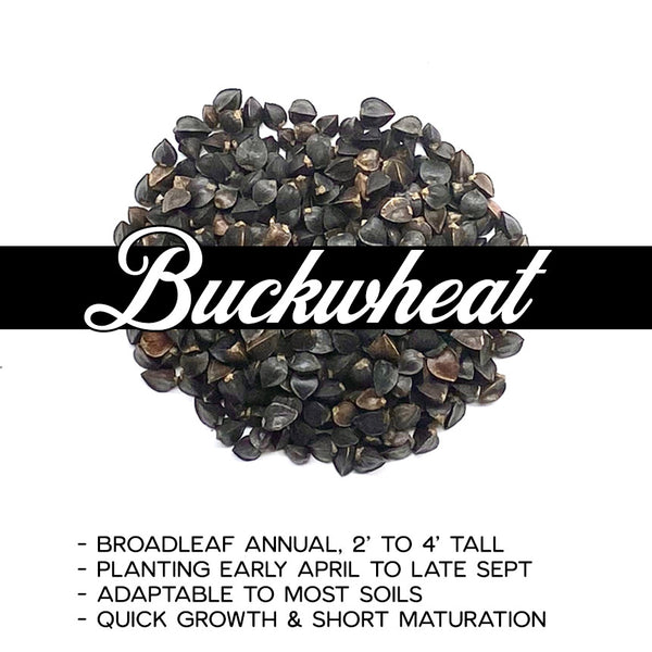 buckwheat plant seed Buckwheat – BlackjackWildlife