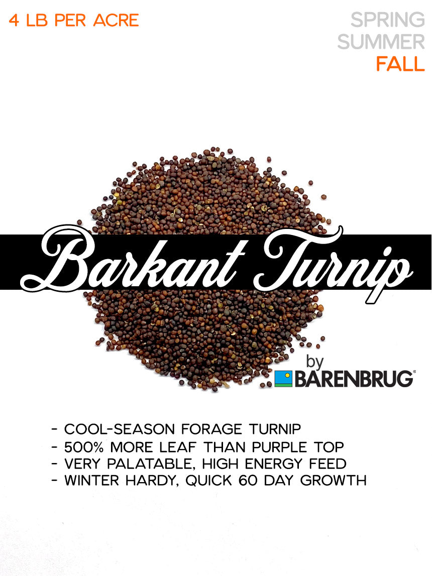 Barkant Forage Turnip